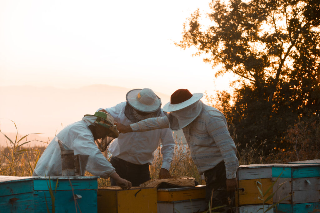 élevage d'abeilles