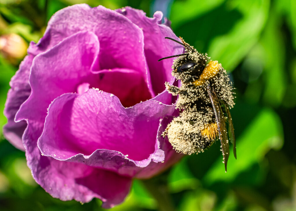 du nectar et du pollen